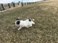 Joe, a male Yorkshire Terrier for sale in Athens, WI – Photo 9 of 10