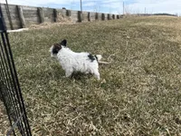 Joe, a male Yorkshire Terrier for sale in Athens, WI – Photo 7 of 10