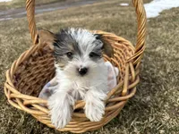 Joe, a male Yorkshire Terrier for sale in Athens, WI – Photo 1 of 10