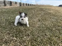 Joe, a male Yorkshire Terrier for sale in Athens, WI – Photo 6 of 10