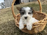 Joe, a male Yorkshire Terrier for sale in Athens, WI – Photo 2 of 10