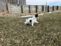 Joe, a male Yorkshire Terrier for sale in Athens, WI – Photo 8 of 10