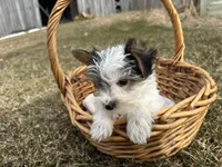 Joe, a male Yorkshire Terrier for sale in Athens, WI – Photo 4 of 10
