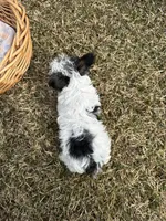 Joe, a male Yorkshire Terrier for sale in Athens, WI – Photo 5 of 10