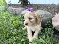 Carrie, a female Cockapoo for sale in Athens, WI – 6 of 10