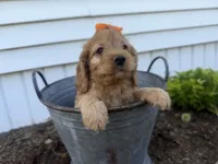 Carlee, a female Cockapoo for sale in Athens, WI – 8 of 10