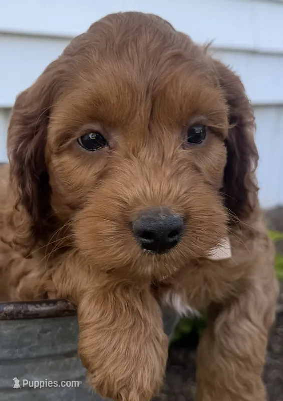 Craig – Cockapoo puppy for sale in Athens, WI