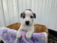 Pansy, a female American Eskimo and Jack Russell Terrier for sale in Athens, WI – 3 of 10