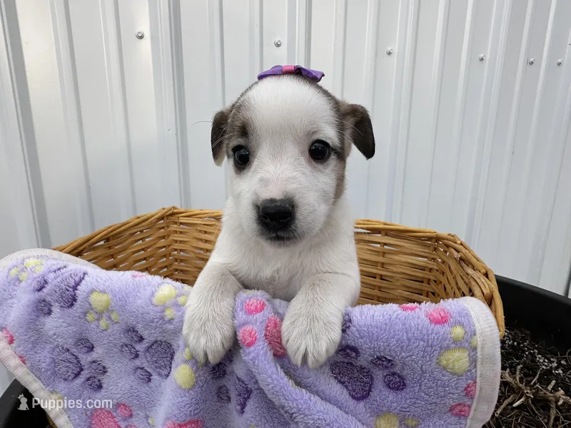 Pansy – American Eskimo, Jack Russell Terrier puppy for sale in Athens, WI