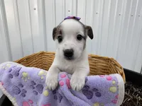 Pansy, a female American Eskimo and Jack Russell Terrier for sale in Athens, WI – 1 of 10
