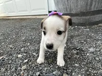 Pansy, a female American Eskimo and Jack Russell Terrier for sale in Athens, WI – 9 of 10