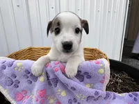 Pansy, a female American Eskimo and Jack Russell Terrier for sale in Athens, WI – 5 of 10