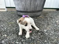 Pansy, a female American Eskimo and Jack Russell Terrier for sale in Athens, WI – 6 of 10