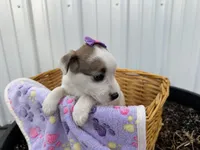 Pansy, a female American Eskimo and Jack Russell Terrier for sale in Athens, WI – 2 of 10