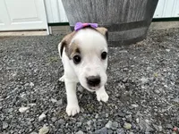 Pansy, a female American Eskimo and Jack Russell Terrier for sale in Athens, WI – 8 of 10