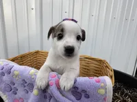 Pansy, a female American Eskimo and Jack Russell Terrier for sale in Athens, WI – 4 of 10