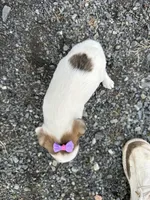 Pansy, a female American Eskimo and Jack Russell Terrier for sale in Athens, WI – 7 of 10