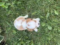 AKC Beatrice, a female Cavalier King Charles Spaniel for sale in Athens, WI – 3 of 10