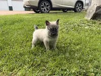 Victor , a male Pomsky for sale in Athens, WI – 9 of 9