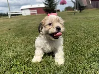 Julie, a female Bichon Frise and Shih Tzu for sale in Athens, WI – 3 of 10