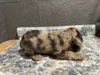 Maggie, a female Cocker Spaniel for sale in Athens, WI – Photo 5 of 10