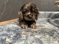 Maggie, a female Cocker Spaniel for sale in Athens, WI – Photo 2 of 10