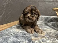 Maggie, a female Cocker Spaniel for sale in Athens, WI – Photo 9 of 10