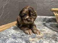 Maggie, a female Cocker Spaniel for sale in Athens, WI – Photo 7 of 10