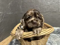 Maggie, a female Cocker Spaniel for sale in Athens, WI – Photo 1 of 10