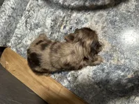 Maggie, a female Cocker Spaniel for sale in Athens, WI – Photo 6 of 10