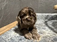 Maggie, a female Cocker Spaniel for sale in Athens, WI – Photo 8 of 10