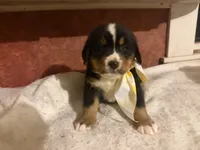 AKC Vern, a male Bernese Mountain Dog for sale in Athens, WI – 6 of 10