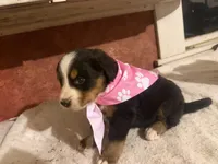 AKC Vicky, a female Bernese Mountain Dog for sale in Athens, WI – 9 of 10