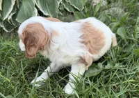 AKC Bart , a male Cavalier King Charles Spaniel for sale in Athens, WI – 5 of 10