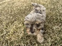 AKC Sayler, a female Poodle - Toy  for sale in Athens, WI – Photo 6 of 10