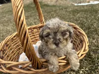 AKC Sayler, a female Poodle - Toy  for sale in Athens, WI – Photo 4 of 10