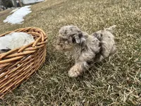AKC Sayler, a female Poodle - Toy  for sale in Athens, WI – Photo 7 of 10