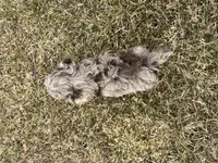 AKC Sayler, a female Poodle - Toy  for sale in Athens, WI – Photo 9 of 10