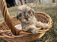AKC Sayler, a female Poodle - Toy  for sale in Athens, WI – Photo 5 of 10