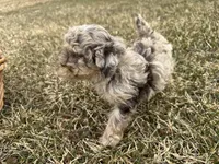 AKC Sayler, a female Poodle - Toy  for sale in Athens, WI – Photo 10 of 10