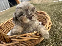 AKC Sayler, a female Poodle - Toy  for sale in Athens, WI – Photo 2 of 10