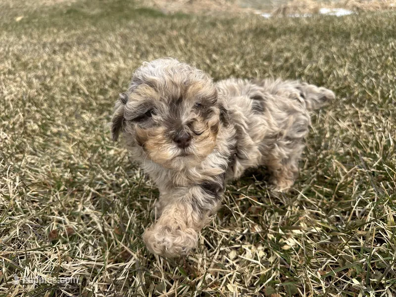 AKC Sayler – Poodle - Toy  puppy for sale in Athens, WI