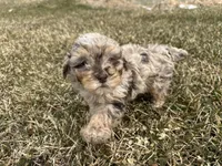 AKC Sayler, a female Poodle - Toy  for sale in Athens, WI – Photo 1 of 10