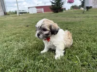 Buster, a male Bichon Frise and Shih Tzu for sale in Athens, WI – 5 of 10