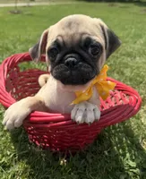 AKC ALLEN , a male Pug for sale in Athens, WI – 8 of 10