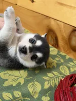 Vince, a male Pomsky for sale in Athens, WI – 7 of 10
