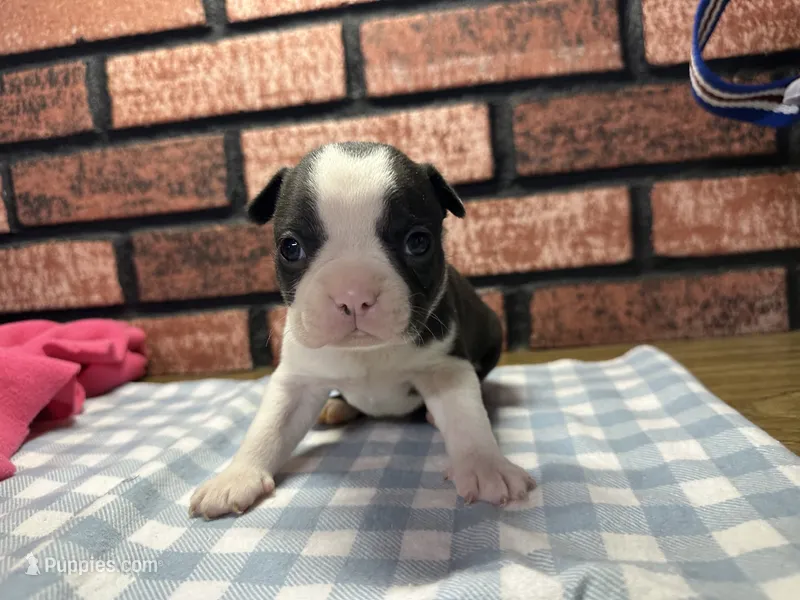 Parker – Boston Terrier puppy for sale in Athens, WI