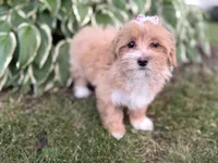 Carlee, a female Maltipoo for sale in Athens, WI – 7 of 9