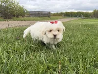 Lexi, a female Poodle - Miniature  and Mal Shi for sale in Athens, WI – 3 of 10