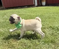 AKC AIDEN, a male Pug for sale in Athens, WI – 6 of 10